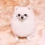 さくら