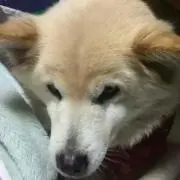 ちびまる。