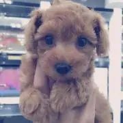 みるく☆の画像