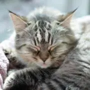 猫(=^ェ^=)の画像