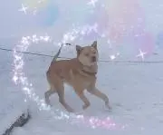甲斐の画像