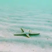 しょーへいの画像