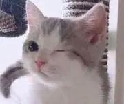 ブレンボー