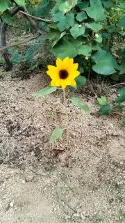 もんたの画像