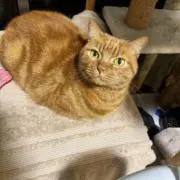 ての