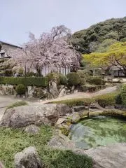 ゆうこりんの画像