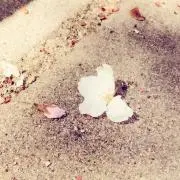 さーちゃんの画像