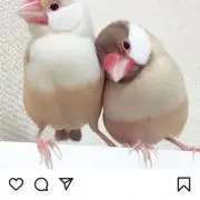 ピク