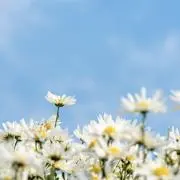 nstの画像