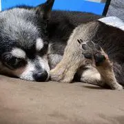 siaの画像
