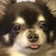 パンプキンの画像