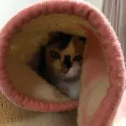 めいちゃんの画像