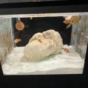 かなままの画像