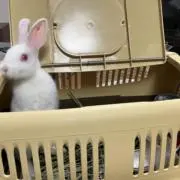 ぴょんの画像