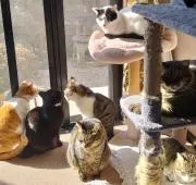 ちびっこましゅー☆　猫いますの画像