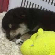 ハミちゃん推し♡プロフ必読