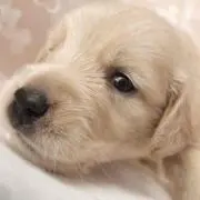 もも