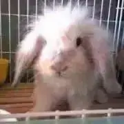 raraの画像