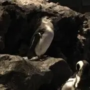 きょんた。の画像