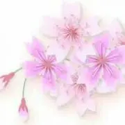 ♡桜羅娘♡の画像