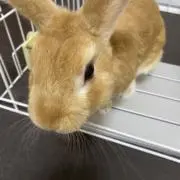 もふちゃんの画像