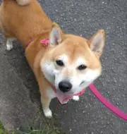 ☆プロフ必読☆福丸☆