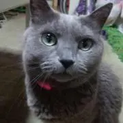 アイシャ祐和