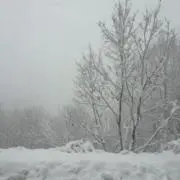 はなの画像