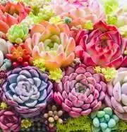 ベル♡の画像