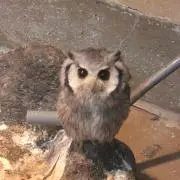 kiki