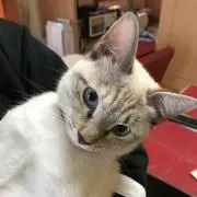 じゅりあ