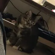 きよたん