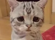 メル売りちゃん