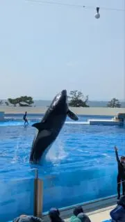 ケイトの画像