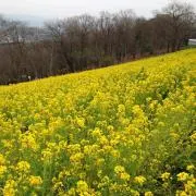 おにぎり プロフ一度お願いします