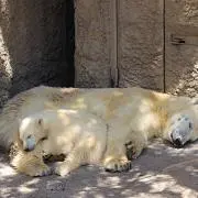 ひなママ