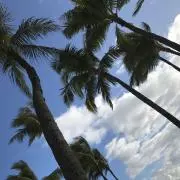yananの画像