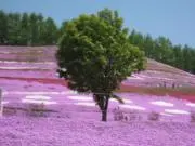 ハリガネの画像