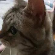 ゆのの画像