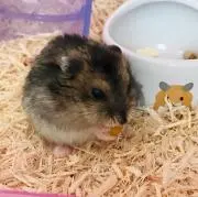 ミヤッチの画像