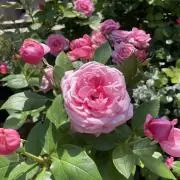 激レア！モンスイユ 白い猫のくったりぬいぐるみ 日本製 レトロ