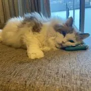 s.g ★犬猫飼ってますの画像