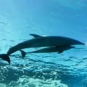 Rinの画像