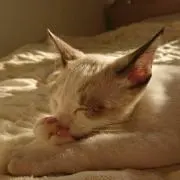 ふるふる