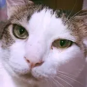 kimuchiの画像