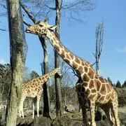 KIRIN ⭐︎フォロー割実施中⭐︎