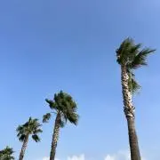 はなはなshopの画像