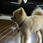 Shion