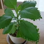 Pancoの画像