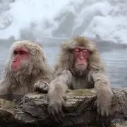 どら